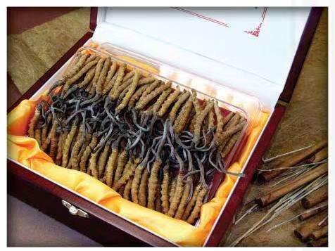 江边乡冬虫夏草回收